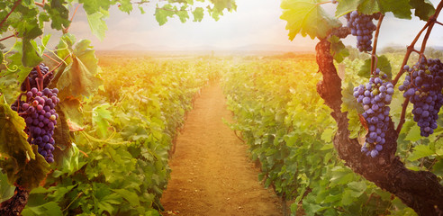 Fototapete - Vineyard in autumn harvest