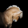 Beautiful horse pony Norwegian fjord portrait on black background isolated