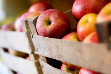 Fresh red apples in wooden boxes