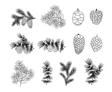 Hand Drawn Fir, Pine, Cedar Branches And Cones. Christmas Holiday Coniferous   Plants For Decoration. Vector Isolated Xmas Design Elements.