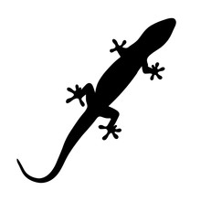 Silhouette Of Gecko, Lizard On White Background. Vector Illustration