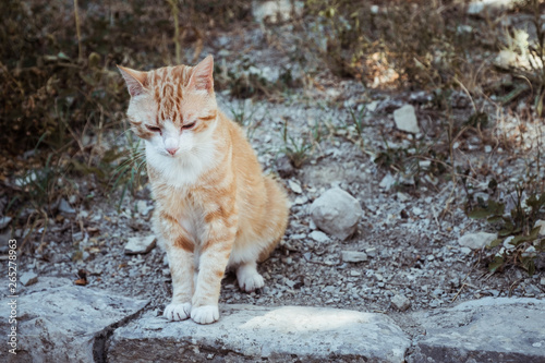 Chat Roux Et Blanc Tigré Assis Buy This Stock Photo And