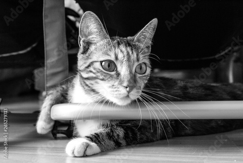Chat Chaton Animal Animal De Compagnie Joli Felidae Yeux Fourrure Animal De Compagnie Noir Domestique Animal Chat Blanc Yeux Portrait Chat Tigre Chat Mammifere Favoris Britannique Stock Photo Adobe Stock