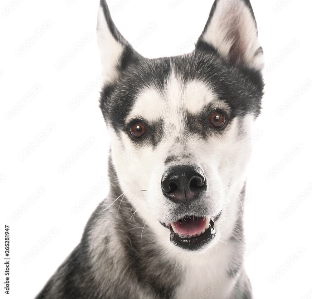 Adorable Husky dog on white background