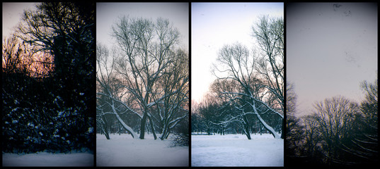 Wall Mural - Winter landscape - dawn in the city Park