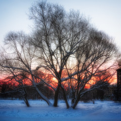 Wall Mural - Winter landscape - dawn in the city Park