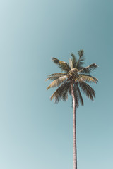Wall Mural - copy space of tropical palm tree with sun light on sky background.