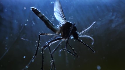 Macro close up of a mosquito insect in a lab