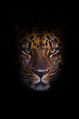 Wall Mural - look brutal, lying Amur leopard, powerful motley big cat looks straight through the eyes of a predator. Isolated on black background.