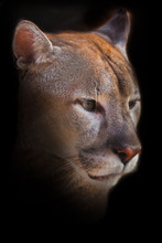 Muzzle Of Cougar Close Up, Orange Yellow Big Cat, Isolated On Black Background.