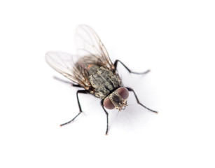 Wall Mural - fly isolated on a white