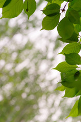 Wall Mural - Green leaves on green bokeh background, Natural green background