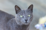 Fototapeta Dmuchawce - A cat with a beautiful eye