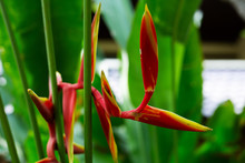 Red Flower Heliconia