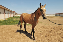 Horse In Turkmenistan
