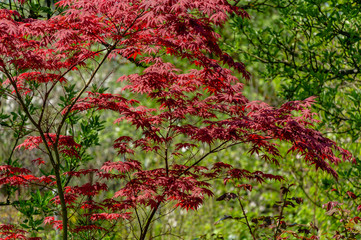 elegant red japanese maple, acer palmatum atropurpureum tree with purple leaves in spring garden aga
