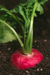 Wall Mural - Ripe red garden radishes in soil