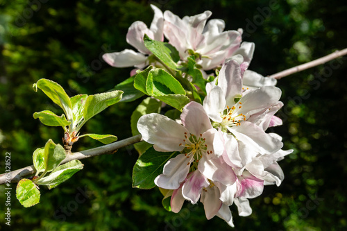 White And Pink Petals Of Blossoming Apple Tree Against Blurred Background Of Evergreens Of Magic Garden Close Up Selective Focus Nature Concept For Design Buy This Stock Photo And Explore Similar Images
