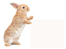 Orang-brown Cute Baby Rabbit Standing And Touches A Billboard On White Background. Lovely Action Of Young Rabbit.