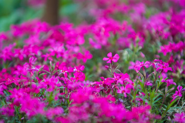 Green spring flowerbed in a garden near a footpath with a set small violet and crimson flowers. Bright background.