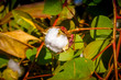 Closed up Cotton ball, Cotton blossom ready for harvesting,cotton tree