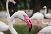 Flamingo Bird Head Focus With Deep Green Background.
