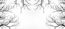 Bare Tree Branches On A Pale White Background