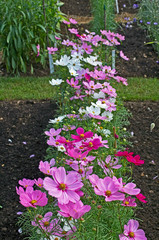 cosmos 'sonata mixed' making a fower border