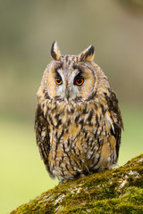 Wall Mural - A close up portrait of a Long Eared Owl (Asio otus) bird of prey.  Taken in the Welsh countryside, Wales UK