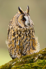 Wall Mural - A close up portrait of a Long Eared Owl (Asio otus) bird of prey.  Taken in the Welsh countryside, Wales UK