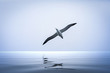 Albatross bird over the sea