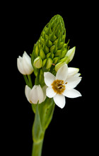 White Ornithogalum Flowering Spike