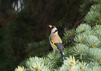 Wall Mural - European goldfinch (Carduelis carduelis) sitting on the branch of fir tree