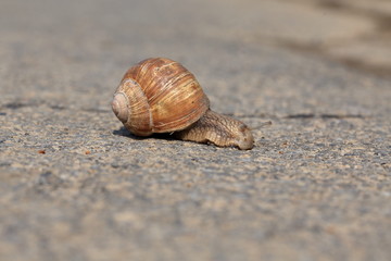 Wall Mural - Snail, slowly crossing the street