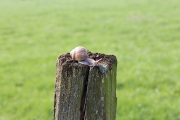 Wall Mural - naked snails on fence post