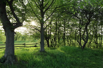 Sticker - trees in the park