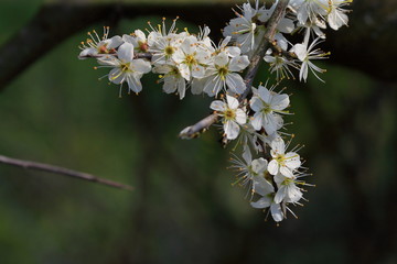 Sticker - white blossoms