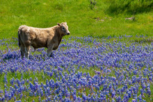 California Cows Walk Through A Meadow Of Colorful Blue And Purple Sky Lupine Wildflowers (Lupinus Nanus), On A Ranch In The Hills Of Monterey.  