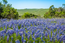 A Super Bloom ("superbloom") Of Colorful Blue And Purple Sky Lupine Wildflowers (Lupinus Nanus) Covers The Ground In The Hills Of Monterey, California.