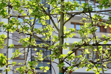 Wall Mural - Ornamental shrubs and plants near a residential city house