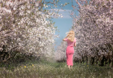 A girl in a flowered almond orchard in a delicate pink dress