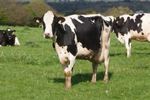 Holstein Cows In The Field Of A Farm In Brittany