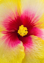 Close-Up Macro Shot Of A Beautiful Red And Yellow Hibiscus Flower; Honolulu, Oahu, Hawaii, United States Of America