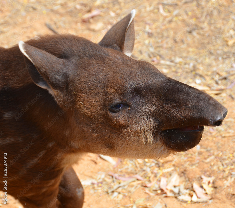 Tapi Brazil The South American tapir, Brazilian tapi, lowland tapir or anta, is one ...