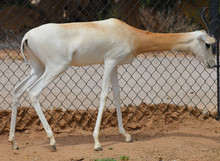 The Dama Gazelle, Addra Gazelle, Or Mhorr Gazelle (Nanger Dama, Formerly Gazella Dama). It Lives In Africa In The Sahara Desert And The Sahel. 