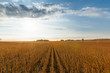 © Designpics - Soybean field ready for harvest, near Nerstrand; Minnesota, United States of America