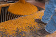 © Designpics - Corn pours from grain truck into receiving grate at grain dryer and bin complex during corn harvest; Minnesota, United States of America