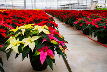 Rows Of Multi-coloured Poinsettias That Were Grown In A Greenhouse Operation Nearing The Christmas Season; St. Albert, Alberta, Canada
