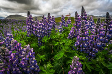 Wild Lupines Growing In The Countryside Of Iceland Under Dramatic Skies And Framing A Church In The Field, Snaefellsness Peninsula; Iceland