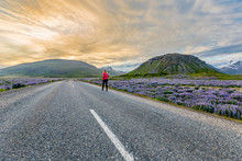 A Female Traveller Walks Alone On The Empty Road In Iceland, Walking Towards The Sunset Along The Roadside Filled With Wildflowers; Iceland